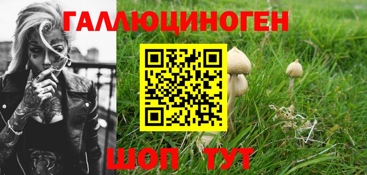 Псилоцибиновые грибы Psilocybe Можайск